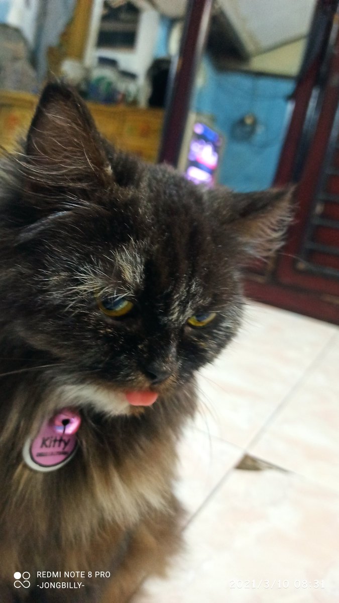 BlackCats Family 🍉🇵🇸 tweet media