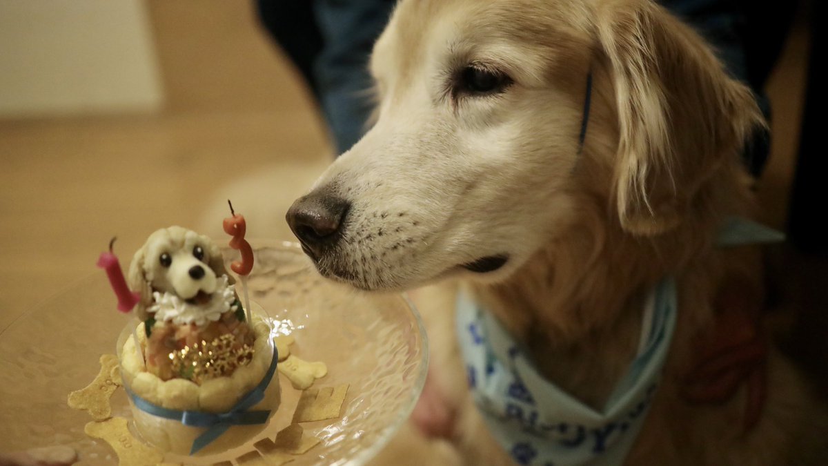 子なし夫婦と大型犬 ルーク13歳になりました 似顔絵ケーキでお祝いしたよ ゴールデンレトリバー 犬のいる幸せ 犬好きと繋がりたい