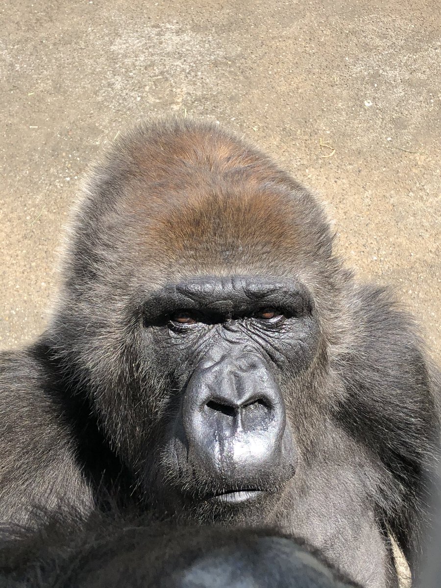 千葉市動物公園 公式 Twitter પર 朝のニュースでチューリップの名前で ゴリラ という品種 があると紹介していました 濃い紫色の花でした 共通点はよくわかりませんでしたが 興味のある方は調べてみてくださいね 今日の