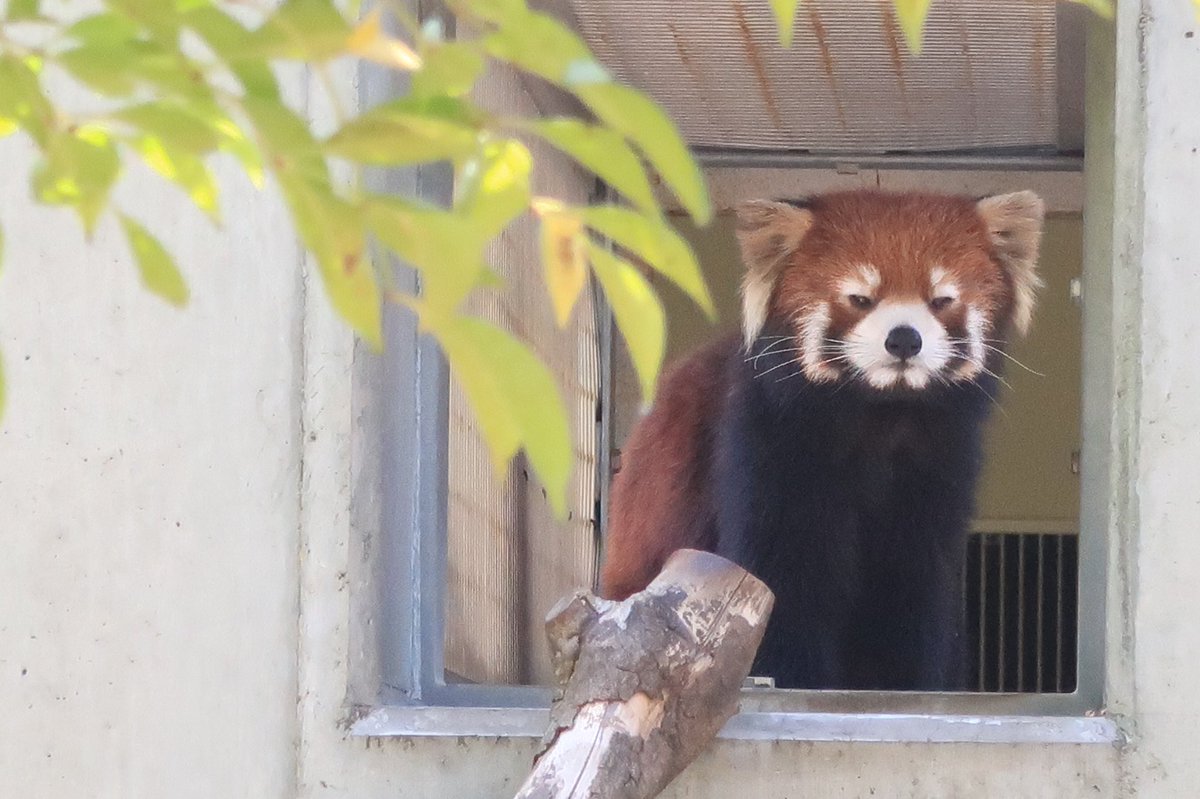 dizzymoon's tweet image. 本日も安定の四角い頭族🟫
📷:2021/04/20

#到津の森公園 #レッサーパンダ #笑笑 #クスクス