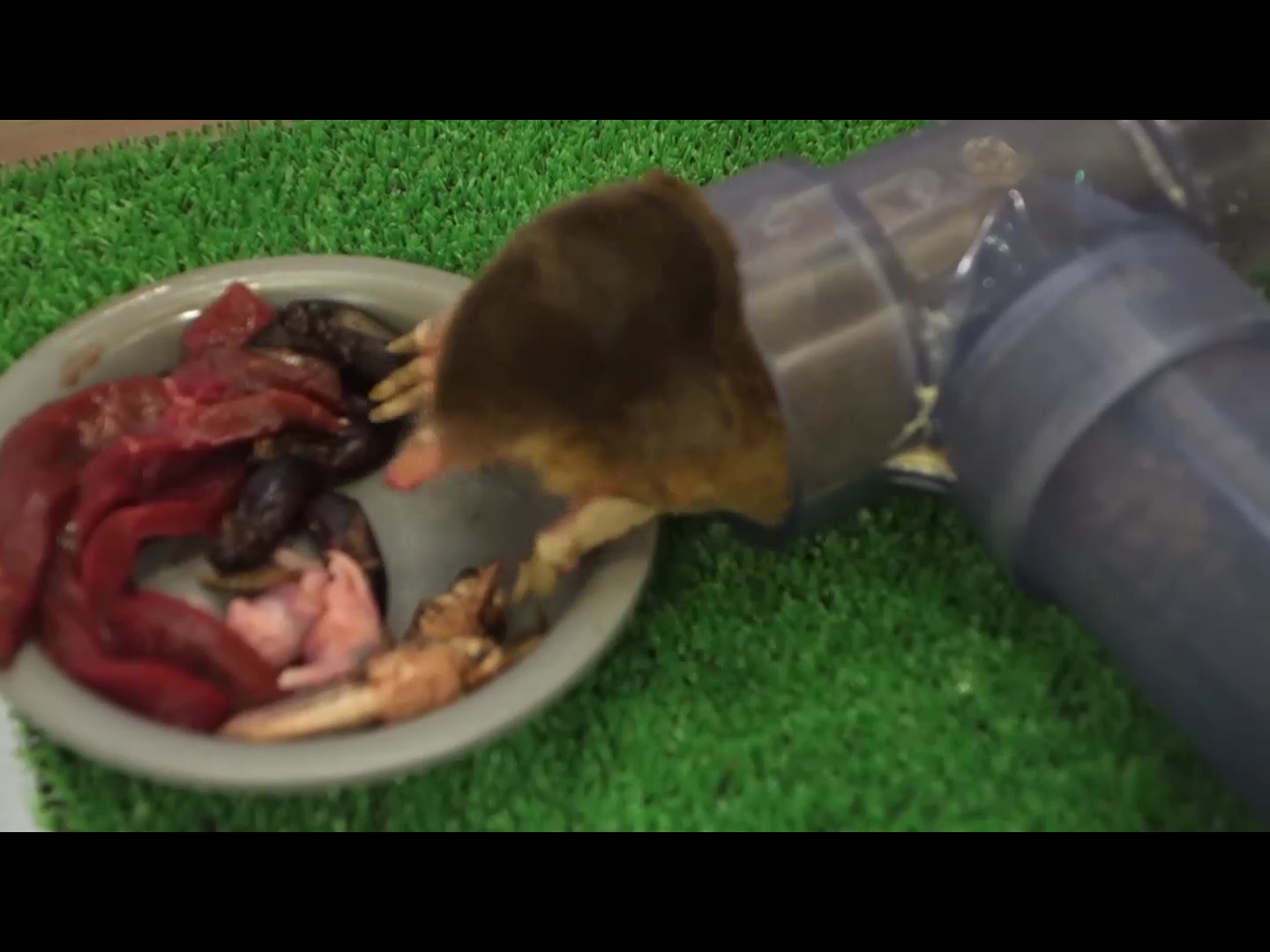 多摩動物公園 公式 モグラのいえ のコウベモグラです 牛ハツや昆虫類を与えています 南 休園中の動物園