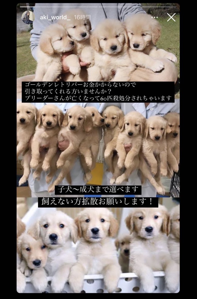 犬飼いたい人居らん ブリーダーさんが亡くならはったから60匹も殺