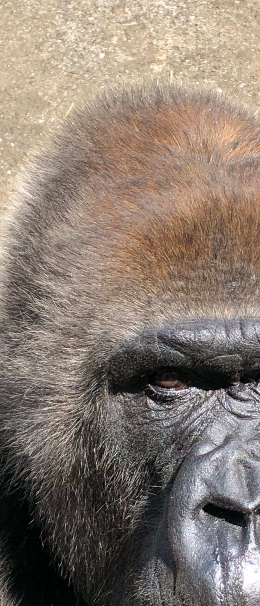 Twitter 上的 千葉市動物公園 公式 朝のニュースでチューリップの名前で ゴリラ という品種があると紹介していました 濃い紫色の花でした 共通点はよくわかりませんでしたが 興味のある方は調べてみてくださいね 今日のローラです 飼一 千葉市動物公園