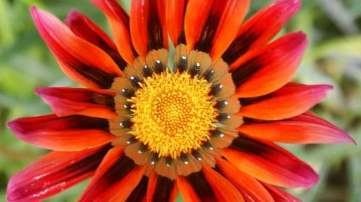 EnvironmentPage's tweet image. So many of you have been busy in your gardens recently and we've decided we want to be nosy! 😂

Send us photos of your gardens and flowers this Earth Week and we'll show off our faves 🌼

#photography #flowers #flowerphotography #gardening