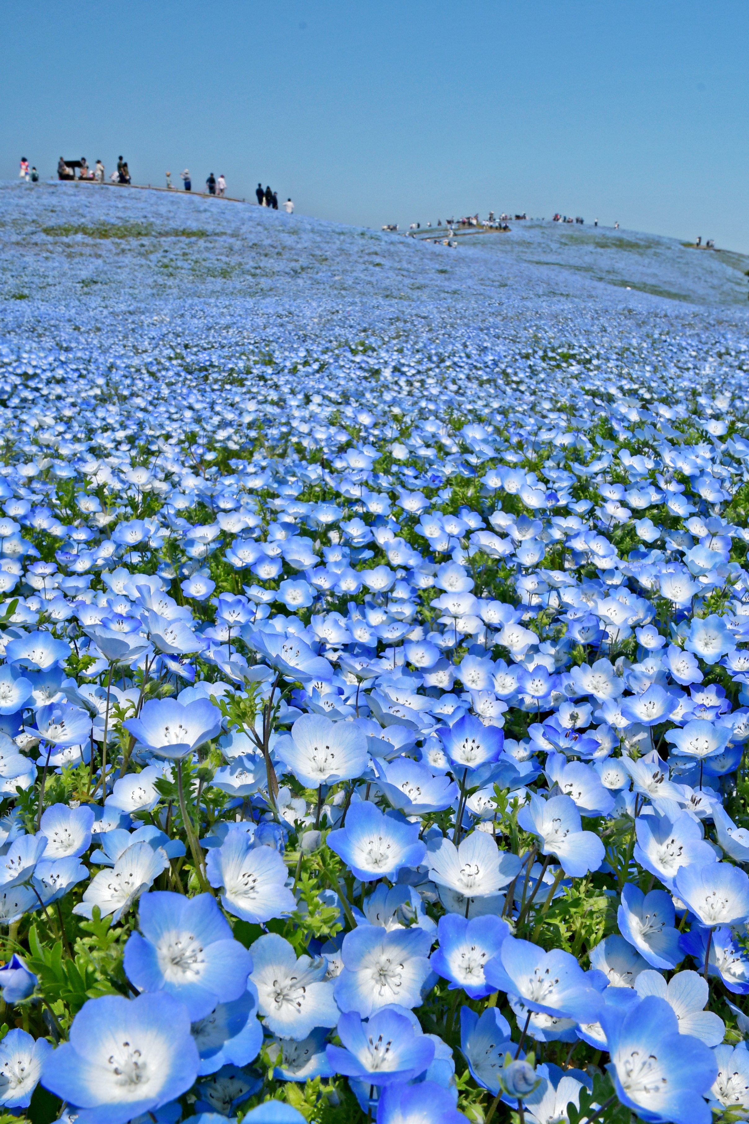 Twitter 上的 国営ひたち海浜公園 公式 ネモフィラの花の大きさは約2 3cmほど 小さな花が集まって丘一面を青く染め 空と溶け合う風景を作り出します みはらしの丘のネモフィラは 現在 見頃 です ひたち海浜公園 Hitachiseasidepark ネモフィラ