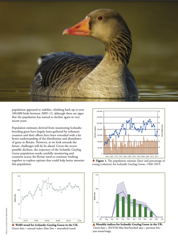 'Monitoring mayhem - when two populations of the same species merge!' The latest @WeBS_UK report is out today and includes a piece I wrote on the difficulties of monitoring Greylag geese in the UK, see ~ bto.org/sites/default/… #_GSMP #WeBSReport #WaterbirdMonitoring.