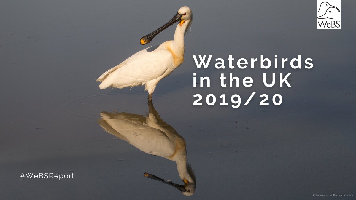 Check out the latest #WeBSReport - Waterbirds in the UK 2019/20 - from @WeBS_UK. It's packed with info on how our waterbirds are faring, including positive news for Spoonbills, but more worrying tidings about Scaup.

bto.org/community/news…

#ornithology #CitizenScience