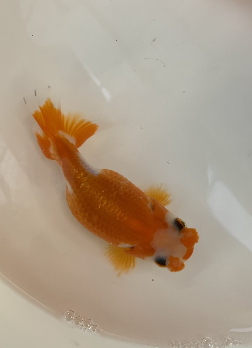 花房らんちゅう