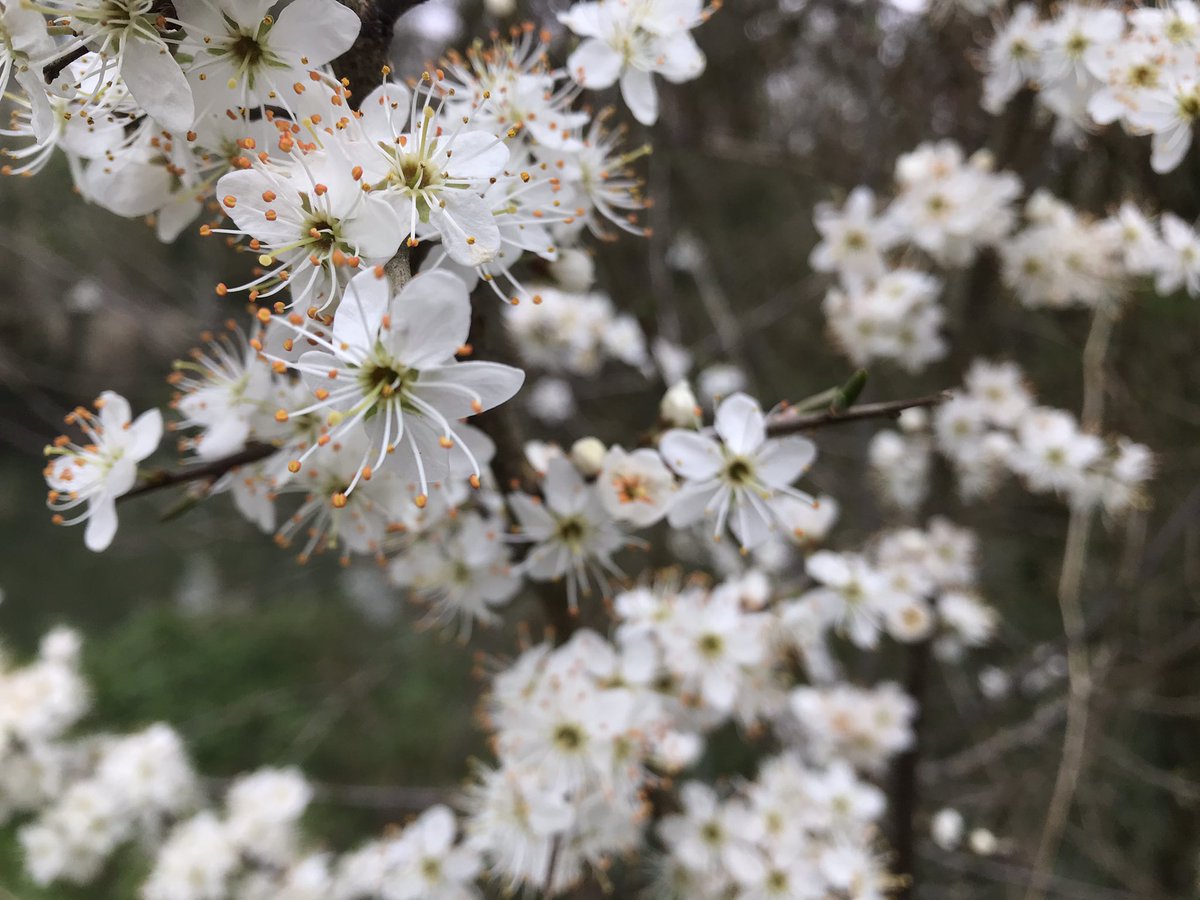 BSUPublishing's tweet image. Today our @BSUPublishing first year students are going to be looking at #NatureStories #CreateLab