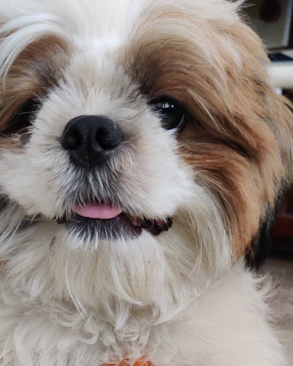 anubha1812's tweet image. @PMOIndia @DrRPNishank 

Help students 

Lucas 

#cancleboardexams2021 
#InternalAssessmentsForAll 
KG to PG