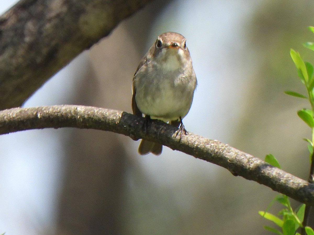 hiro_watching's tweet photo. 興味津々？
Full of curiosity？
#コサメビタキ #Asian_brown_flycatcher
#バードウォッチング #Bird_watching https://t.co/FVXWhmt2OX