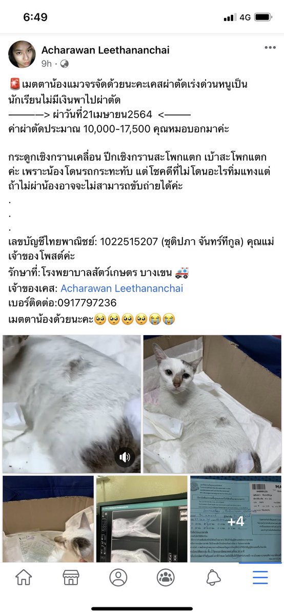 ingfuyadesuuuu's tweet photo. 🙏🏻เมตตาน้องด้วยนะคะ 
ต้องผ่าพรุ่งนี้แล้วค่ะ 😭🥲❗️❗️📌
น้องโดนรถทับจากรถกะบะซิ่งในซอยชุมชนเชิงกรานสะโพกเคลื่อน เบ้าสะโพกแตก ปีกเชิงกรานแตก  ถ้าไม่ได้ผ่าน้องจะพิการค่ะ
SCB 1022515207
ชุติปภา จันทร์ทีกูล  
#วันทองตอนจบ #ภูเก็ต #Ummก็สวยอยู่ #ณเดชน์ญาญ่า #แมว #ระดมทุน https://t.co/5JBstNpjBf