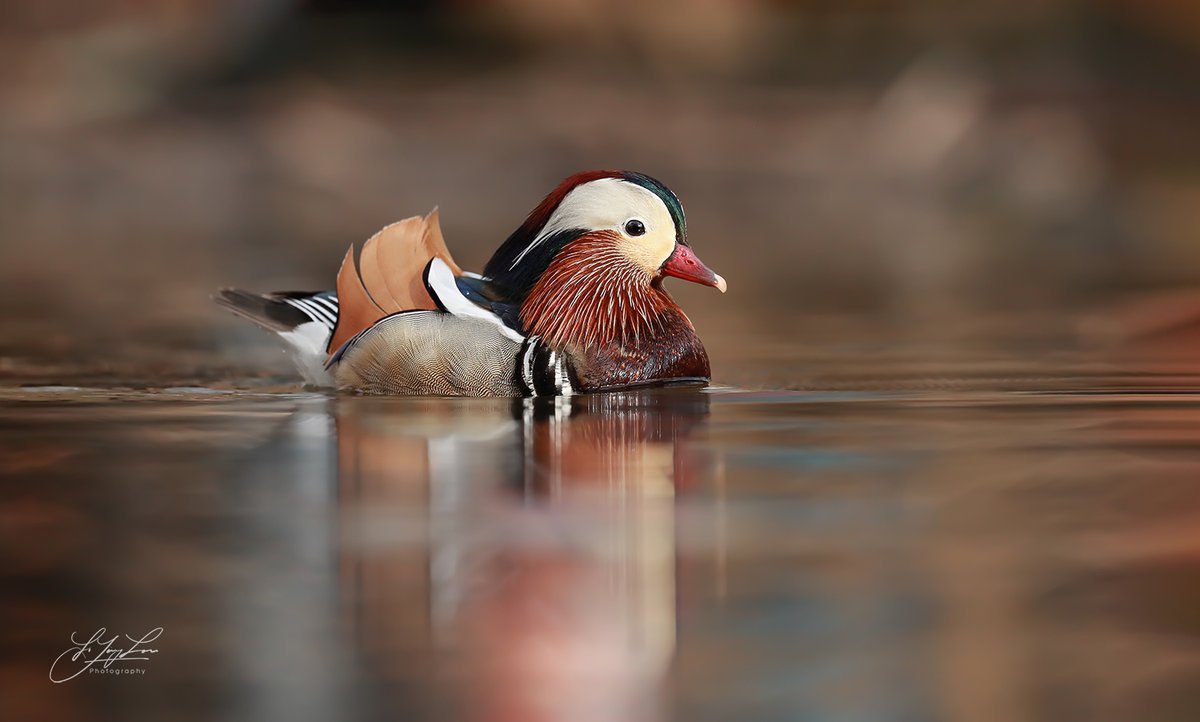 Li Ying Lou tweet media