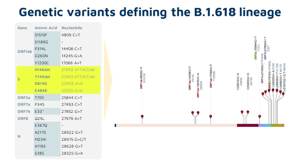 This lineage is characterized by a 6 nt deletion (H146del &Y145del) , apart from E484K and D614G in spike proteinOther variants are in the ORF1ab, ORF3a, ORF7a, ORF7b and N genes