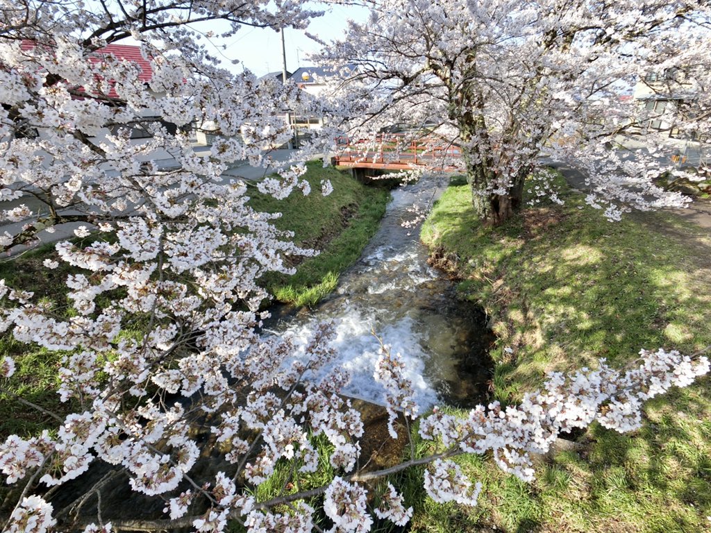 miunii's tweet photo. 猪苗代で撮影した桜の画像、その4。
これも観音寺川でこの写真のみ遠隔操作可能のコンパクトカメラでやや高いところから撮影。
#FR100 https://t.co/LoZP4qvYWj
