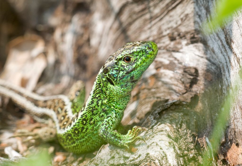 sdnpa's tweet image. Did you know this Sand lizard lives on the South Downs?

The Heathlands Reunited project, funded by the #NationalLotteryHeritageFund aims to help protect the vulnerable heathland habitat these Sand lizards rely on to survive.

#HelpTheHeaths #HeathlandsReunited #SandLizard