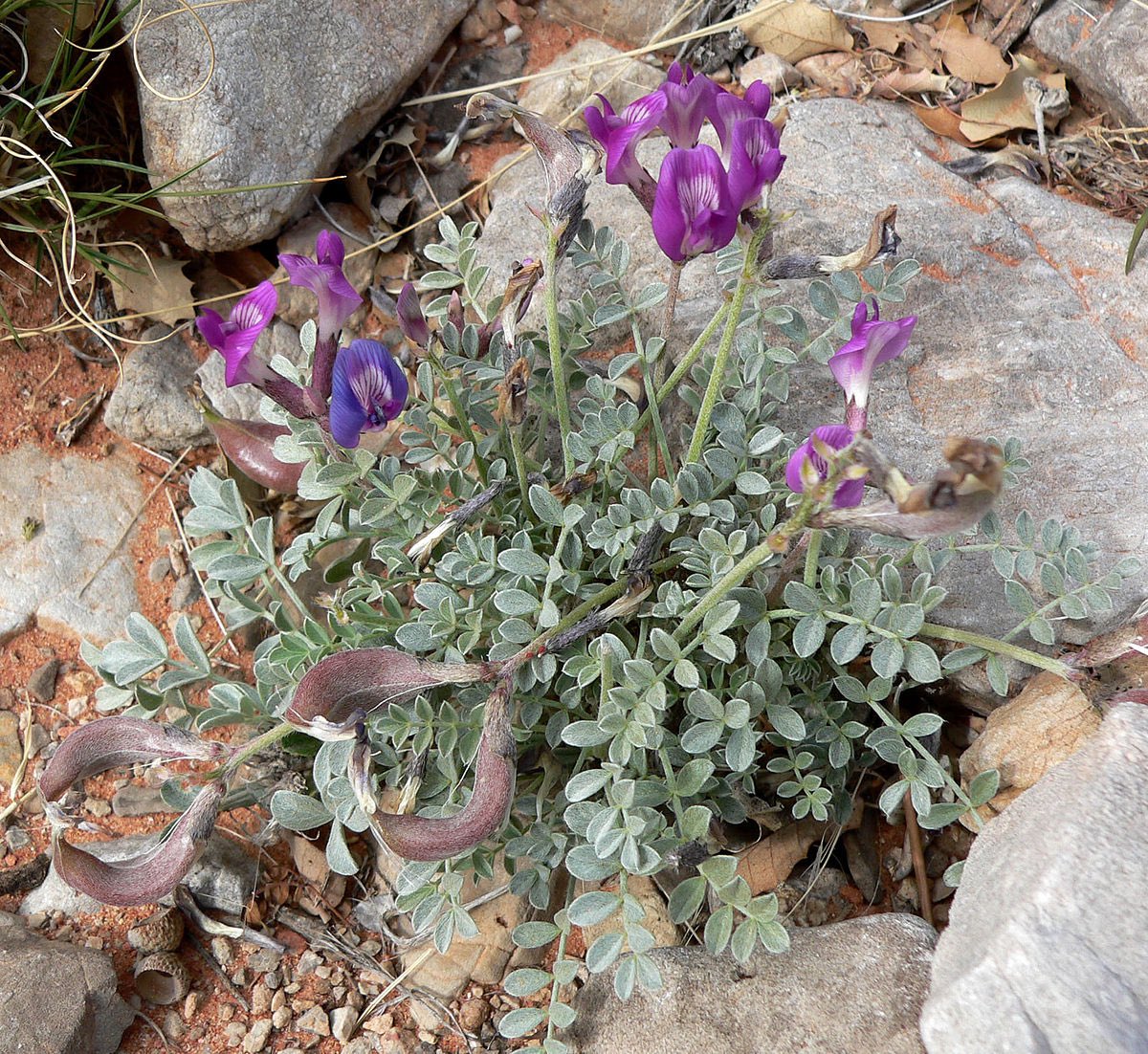 16. Fabaceae, the fabulous legume family, includes peas, beans, clover, lupine and way many more. These plants produce seeds in a pod and usually have bilaterally symmetrical flowers except for mimosa and acacia’s puffball flowers. Leaves are usually divided into leaflets.