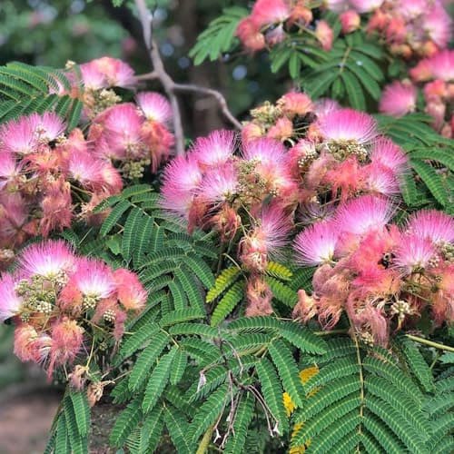 16. Fabaceae, the fabulous legume family, includes peas, beans, clover, lupine and way many more. These plants produce seeds in a pod and usually have bilaterally symmetrical flowers except for mimosa and acacia’s puffball flowers. Leaves are usually divided into leaflets.