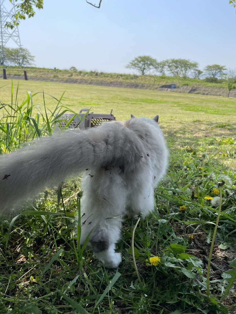 hamakaze_violin's tweet photo. ろくの公園デビュー♫
最高のお散歩日和🐈‍⬛

#ラグドール #公園デビュー #お散歩 #猫好きさんと繋がりたい https://t.co/fzL4LzMhS1