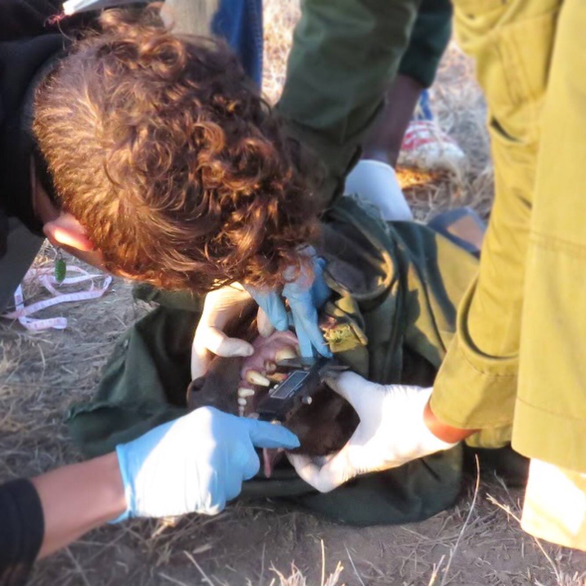 ScrapNaturalist's tweet photo. Hi, I'm Christine! I'm a carnivore ecologist, conservation biologist, and soon-to-finish PhD candidate @UCBerkeley . I research how large carnivores can coexist w/people over the long term. Excited for #BlackInEnvironWeek ! #BlackEnvironRollCall @BlackInEnviron 🦁🐮🙋🏾 https://t.co/YmE0LuxqyR