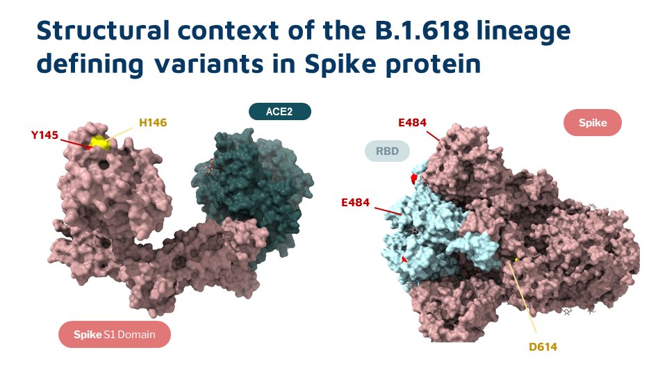 While E484K is in the Receptor Binding Domain, Y145 and H146 are not part of the residues interacting with the Human ACE2 receptor. The structural impact of the 2AA deletion causes to spike protein is yet to be understood completely.
