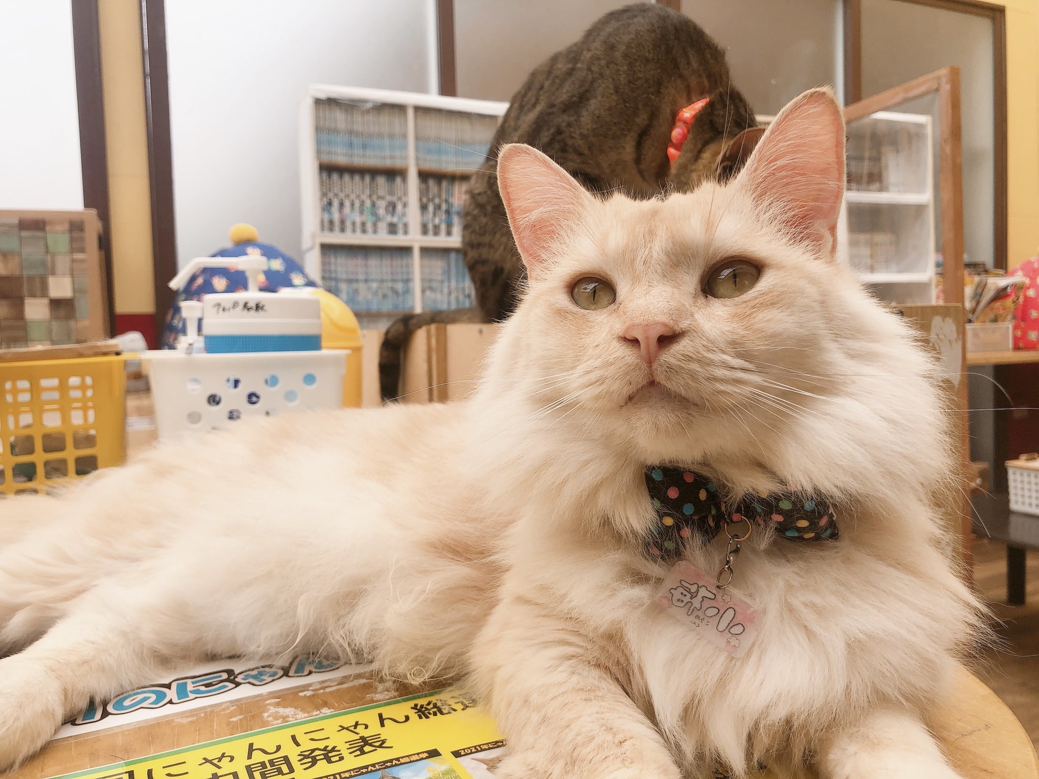猫カフェ アミパ名取店 今日は 小梅 麦のお誕生日 5才になりました 他の店舗からやって来て 今では名取店に馴染んでいます ふわふわでカッコいい小梅と おやつ大好き麦 兄弟をこれからもよろしくお願いします お祝いメッセージを書いて頂く 猫カフェ アミパ名取店 今日は 小梅 麦のお誕生日 5才になりました 他の店舗からやって来て 今では名取店に馴染んでいます ふわふわでカッコいい小梅と おやつ大好き麦 兄弟をこれからもよろしくお願いします お祝いメッセージを書いて頂く