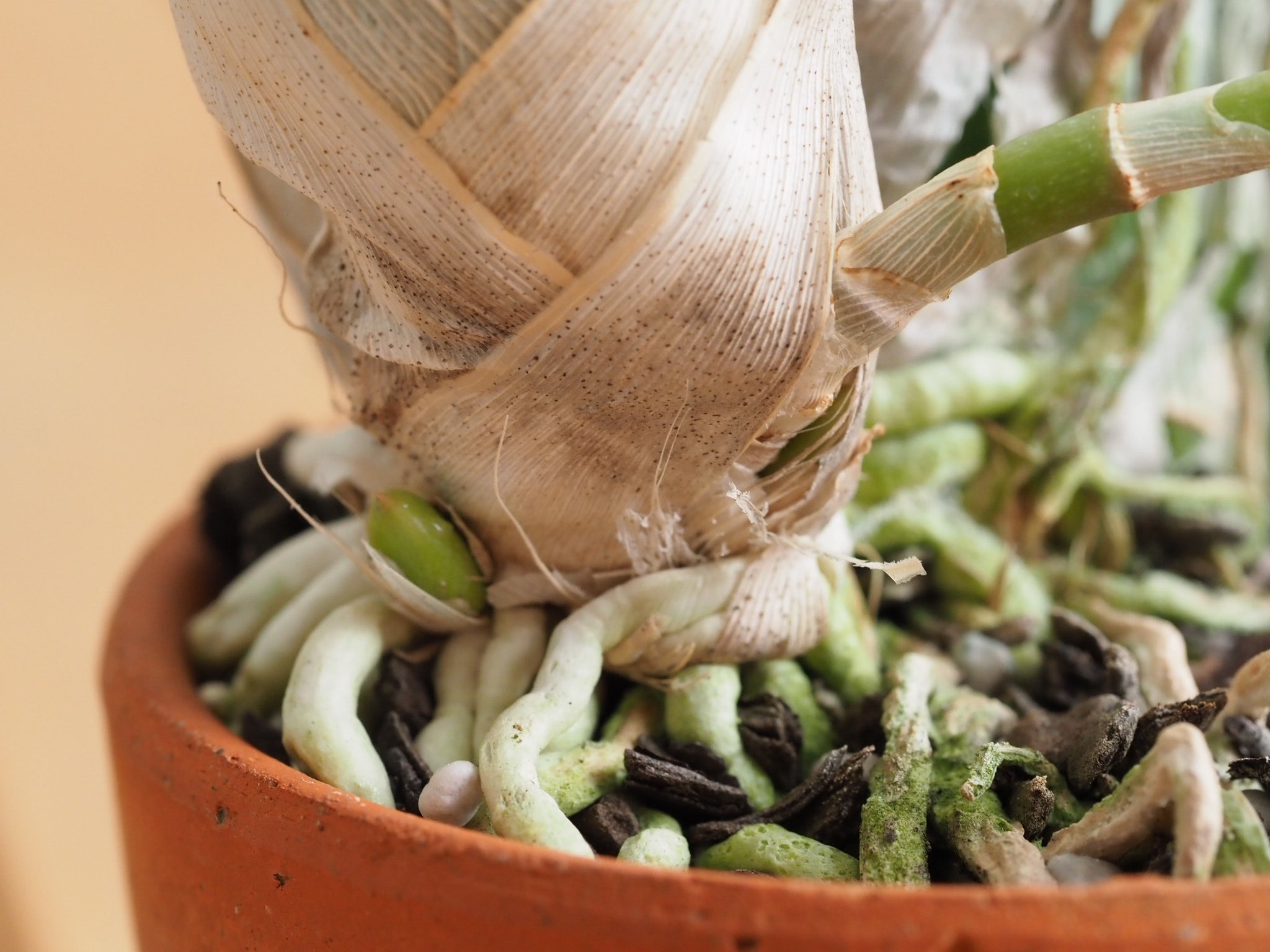 あさばな 花茎の付け根にも新芽潜んでた いま3号鉢に6バルブ バックバルブ全部生きてるから 3 5号じゃなくて4号に上げていいかな タケノコ系 T Co Reuxeydvmf Twitter