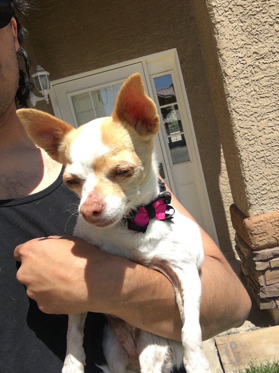 auramando's tweet photo. People of Las Vegas: I found this cute little angel in a neighborhood by Torrey Pines and Lone Mountain last night. She has a collar but no tag. She smells freshly bathed and is going blind in both eyes. I’d love to reunite her with her family https://t.co/ZoP7MJ86sv