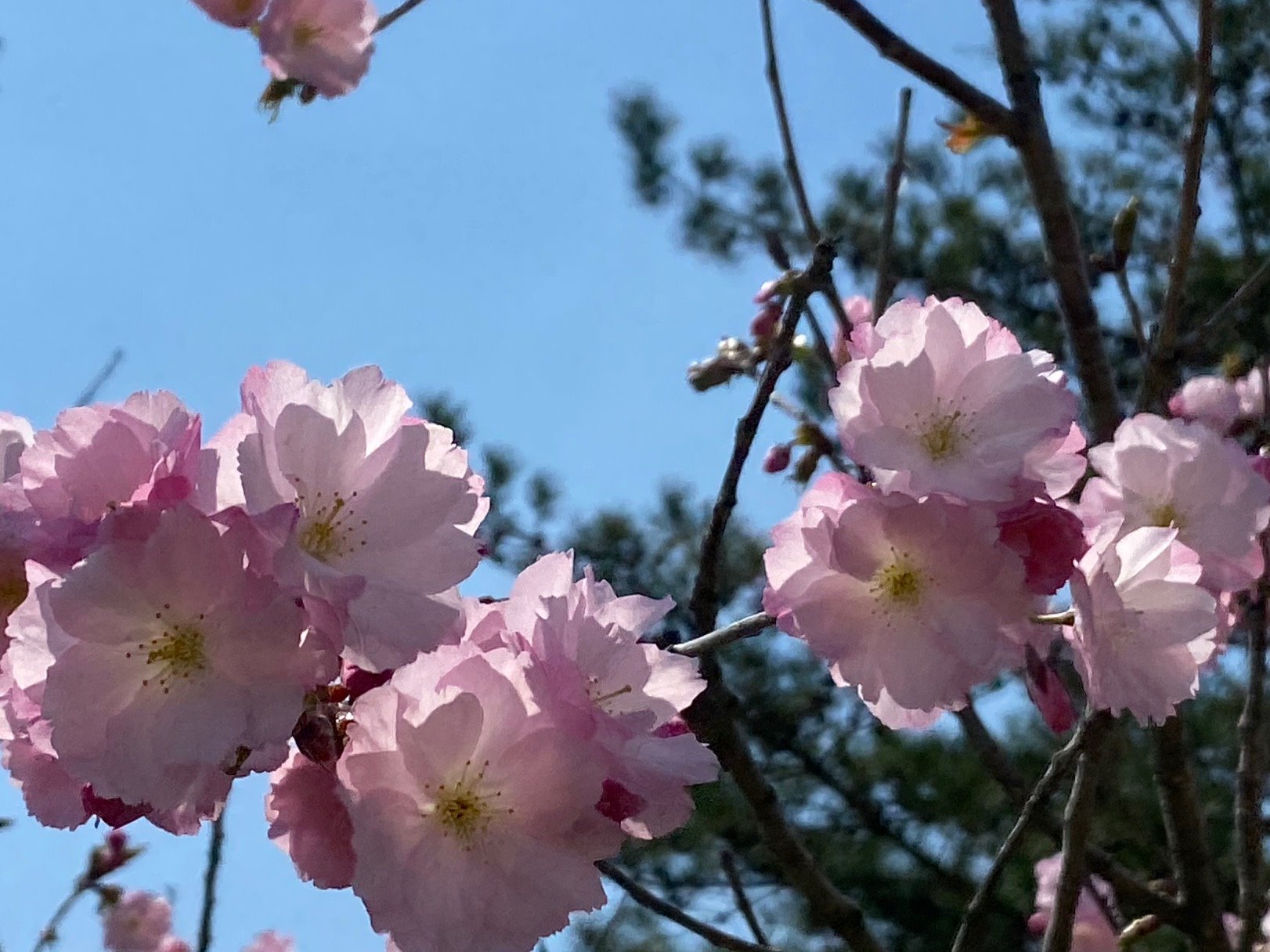弘前市立東部公民館 城東公園の桜 学習センター隣の城東公園 今が盛りと咲いている桜 さくら サクラ 今日はかなり風が強く 花がカメラ目線になってくれません とにかく花の数にボリュームがありやっぱりきれい 最後の写真の白い車の前には