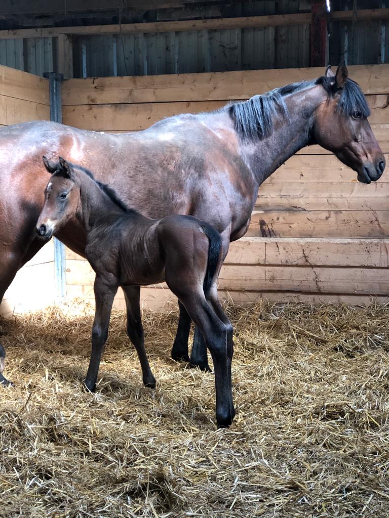 Un magnifique mâle par Voiladenuo <a href="/harasdulion/">harasdulion</a> et Beautyful (Montjeu) est né. Un croisement assez inédit pour cet AQPS avec une mère par Montjeu.
Âgé de 24h sur la photo
#foal2021 #poulain2021
<a href="/MaximeRB/">Maxime Denuault</a> <a href="/francesire/">France Sire</a> <a href="/Jour_de_Galop/">Jour de Galop</a> <a href="/CharlyMilpied/">Charly Milpied</a> <a href="/lilidenuault/">Denuault</a> <a href="/denuaultw/">Denuault W</a>