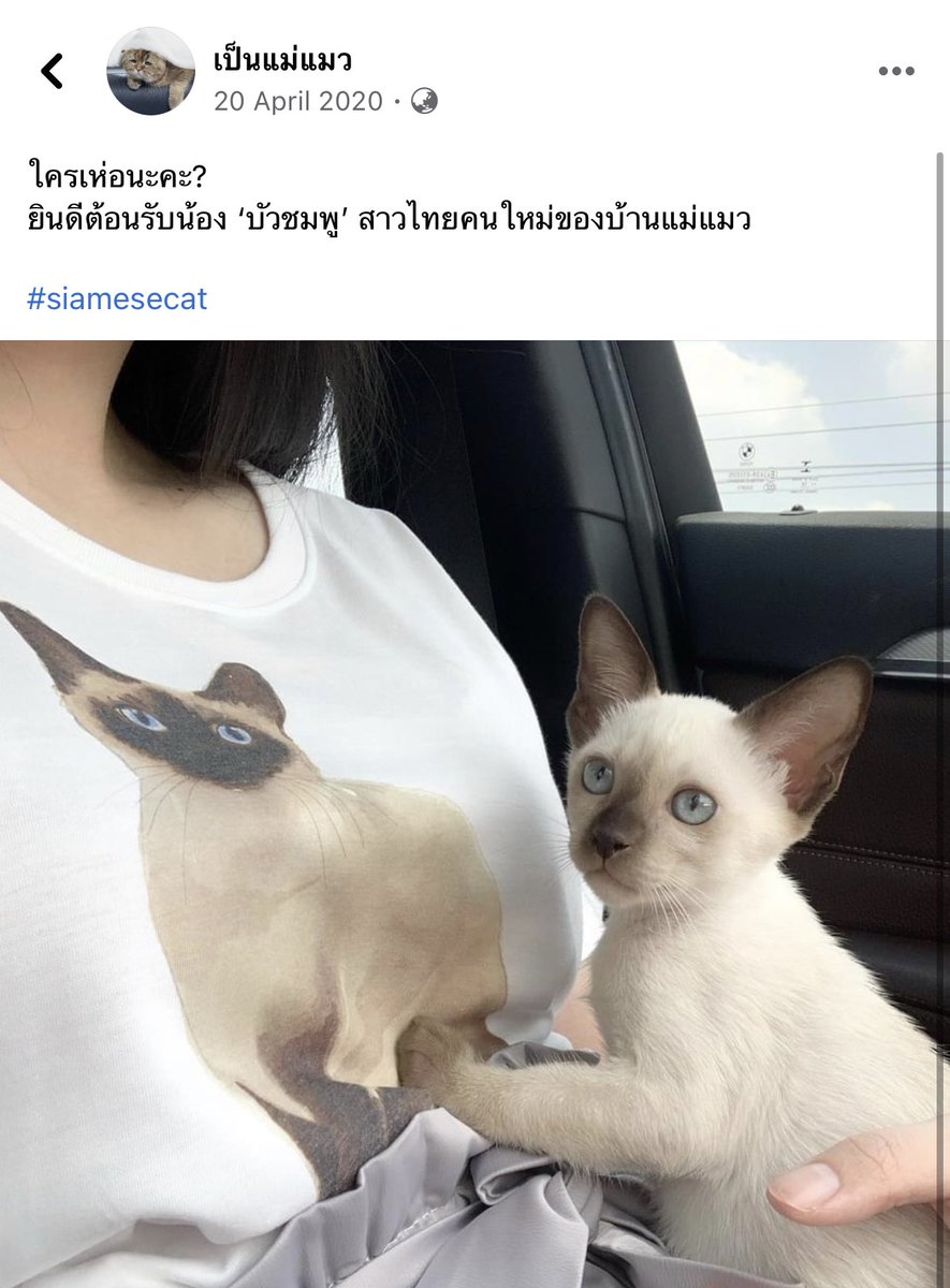 Bonusiie's tweet photo. วันนี้มันวันงอกแมวแน่ๆเลย เมื่อปีที่แล้วรับบัวชมพูเข้าบ้าน และเมื่อ 6ปีที่แล้วก็รับบอมเบย์เข้าบ้าน คู่กัดนี่เข้ามาวันเดียวกันแหะ555 https://t.co/y0ouIyRQR9