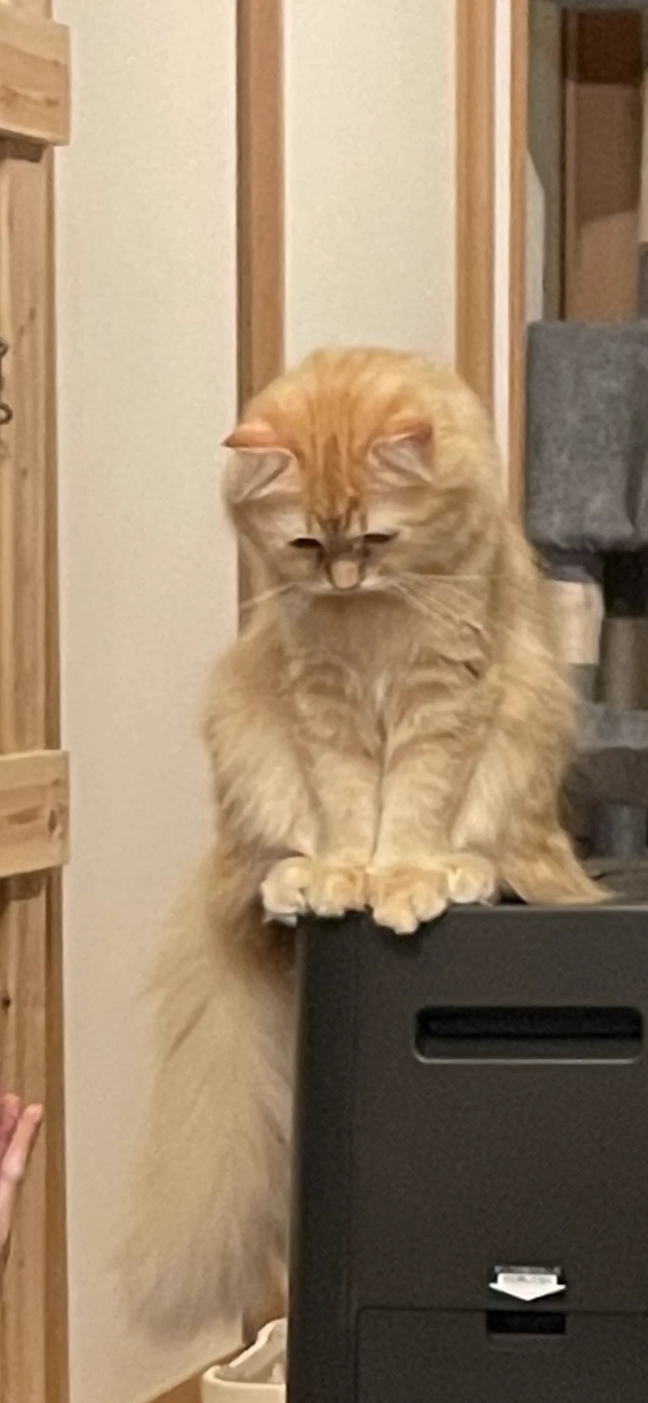 洗面所に閉じ込められて凹む猫の表情に注目！思わず笑ってしまう落ち込み具合がすごい！！