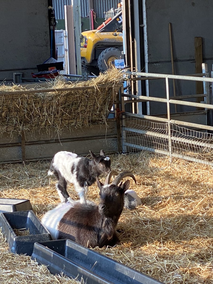Carol Kirkwood (@carolkirkwood) on Twitter photo These little cuties are Bagot goats ... one of the breeds at risk... there are only 300 to 500 breeding females females in the UK <a href="/OddsFarmPark/">Odds Farm Park</a> <a href="/BBCBreakfast/">BBC Breakfast</a> xxx These little cuties are Bagot goats ... one of the breeds at risk... there are only 300 to 500 breeding females females in the UK <a href="/OddsFarmPark/">Odds Farm Park</a> <a href="/BBCBreakfast/">BBC Breakfast</a> xxx
