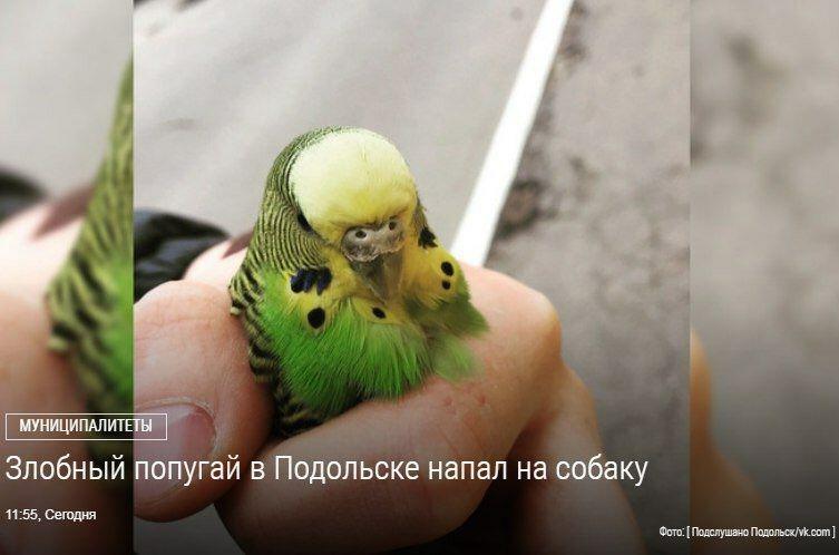 Tworobushek 🐣 tweet media