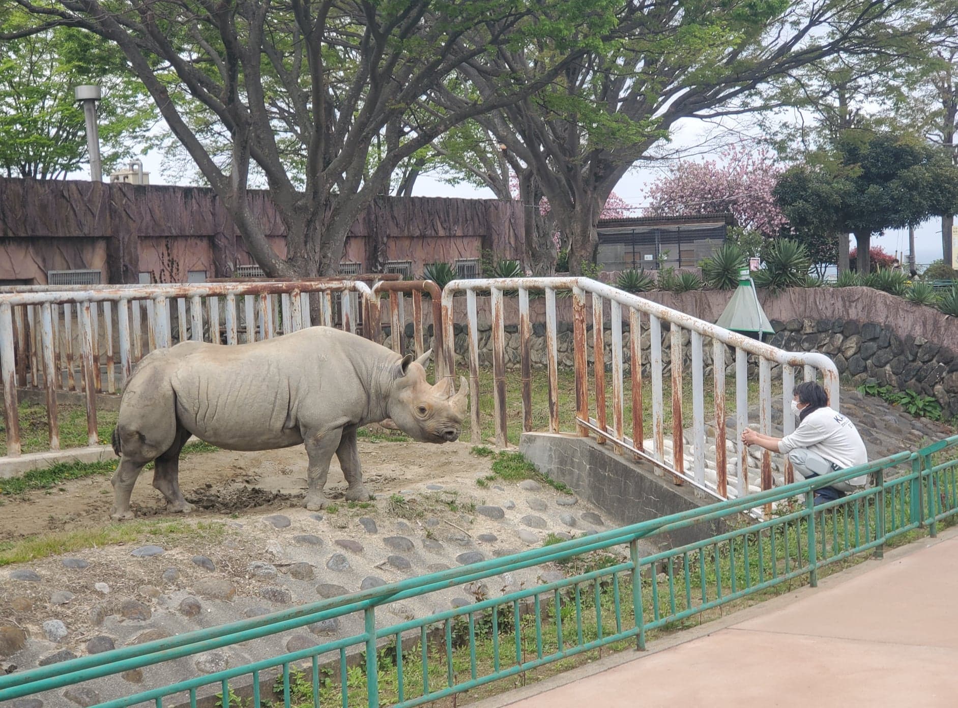 日立市かみね動物園 公式 お変わりないですか なんて話しかけたりしながら動物の観察をするのも大事な飼育員のお仕事です いつもより寝てる時間が長いなぁ とか 今日はいつもと寝方が違う など 小さな変化に気付けるよう 日々の観察は欠かせま