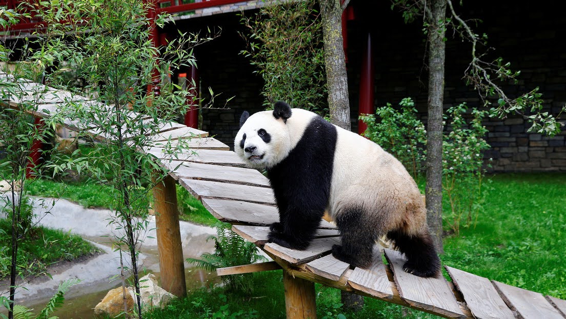 Зоопарк увидеть панду. Заповедник панд в Чэнду. Сычуань панды. Гигантская Панда в Китае. Чэнду Панда парк.