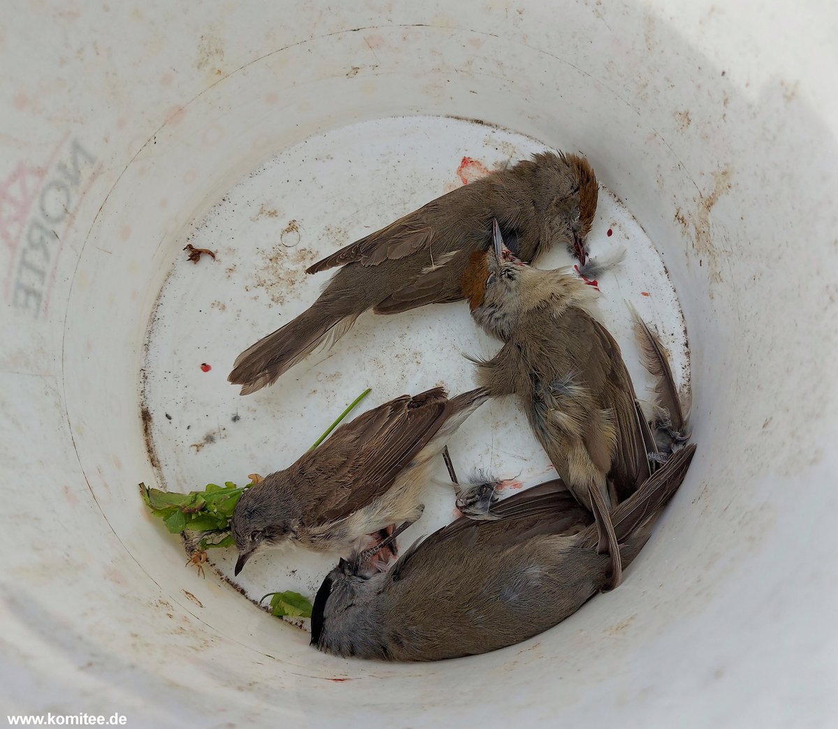 CABS_REPORTS's tweet photo. PRESS RELEASE 20.04.2021 ๐ ๐ฐ - Bird trapping with #limesticks is on the rise in #Cyprus. โSince our teams began monitoring the current situation just few days ago, +90% of the historical trapping sites our teams checked are confirmed as active...โ https://t.co/Nd0UMVTFaF https://t.co/hs7iQn4DAT