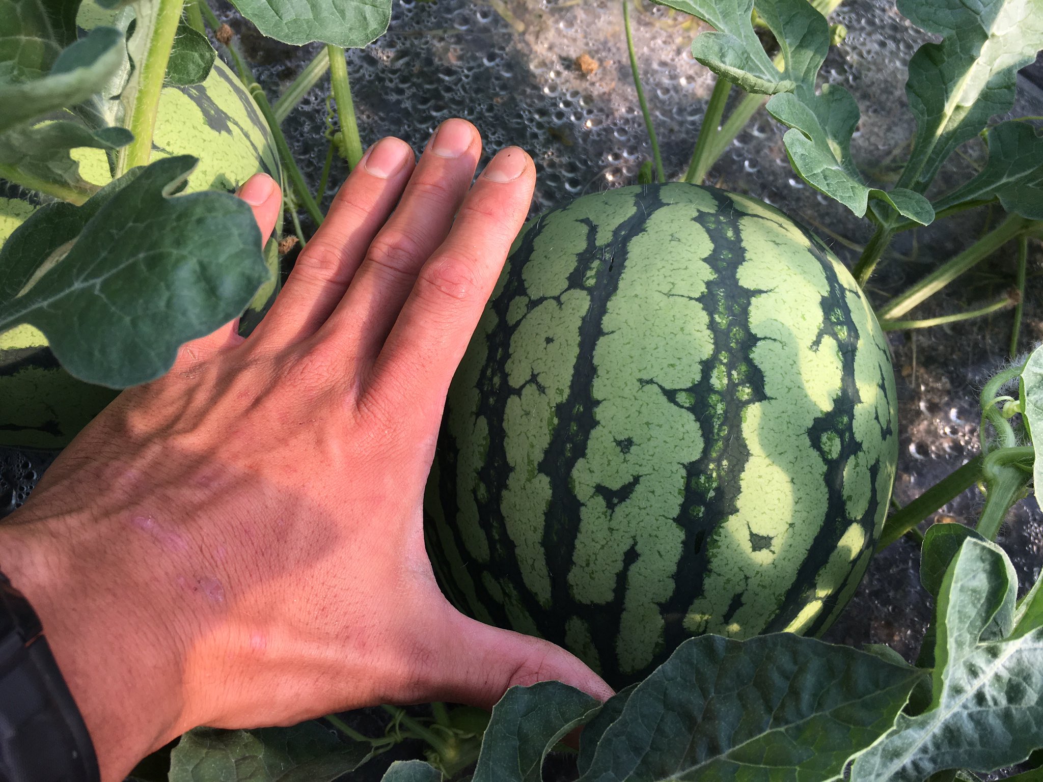 大原啓 鳥取琴浦の見習い農家 A Twitter スイカ 交配から2週間の玉 直径20cmくらいになってきました 今の時期はしっかり水をやって玉を大きく育てています