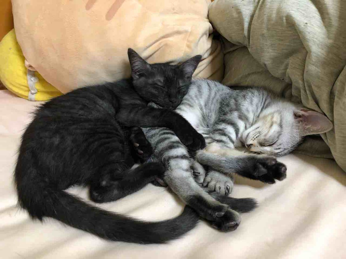 らいにゃ tweet media