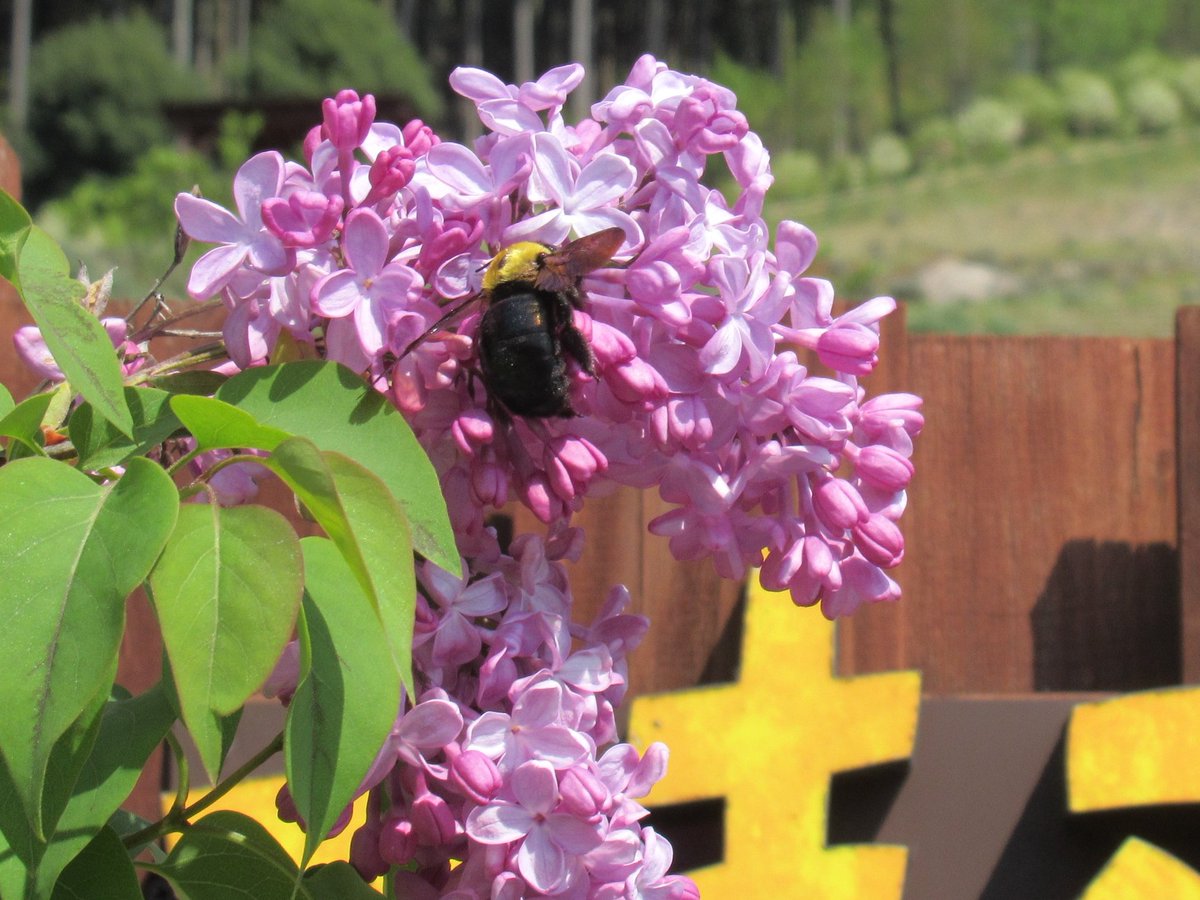ラベンダーパーク多可 公式 園内にライラックが咲いています 小さくてかわいい形の花びらにクマバチが密を集めていました 側を通ると優しくて甘い香りがします ライラックの香りは心が落ちつく香りがします ラベンダーパーク多可 兵庫県多