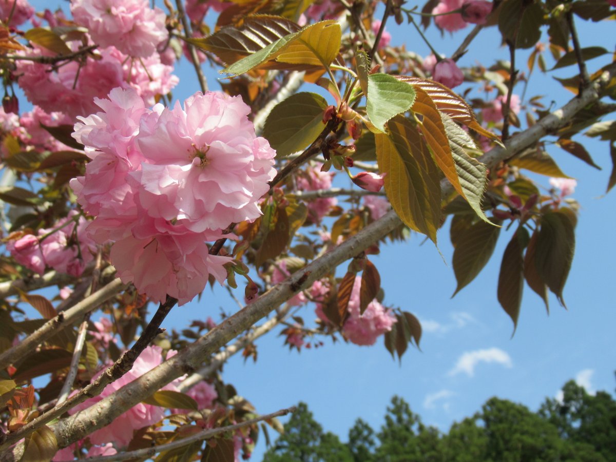 ラベンダーパーク多可 公式 園内にライラックが咲いています 小さくてかわいい形の花びらにクマバチが密を集めていました 側を通ると優しくて甘い香りがします ライラックの香りは心が落ちつく香りがします ラベンダーパーク多可 兵庫県多