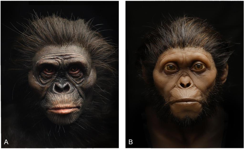 hedizaher's tweet photo. Facial reconstructions of #Lucy (A) and the #Taung child (B). From
Visual Depictions of Our Evolutionary Past: A Broad Case Study Concerning the Need for Quantitative Methods of Soft Tissue Reconstruction and #Art-#Science Collaborations 
https://t.co/WXQqlIMzO1 https://t.co/jOt54RPPxz