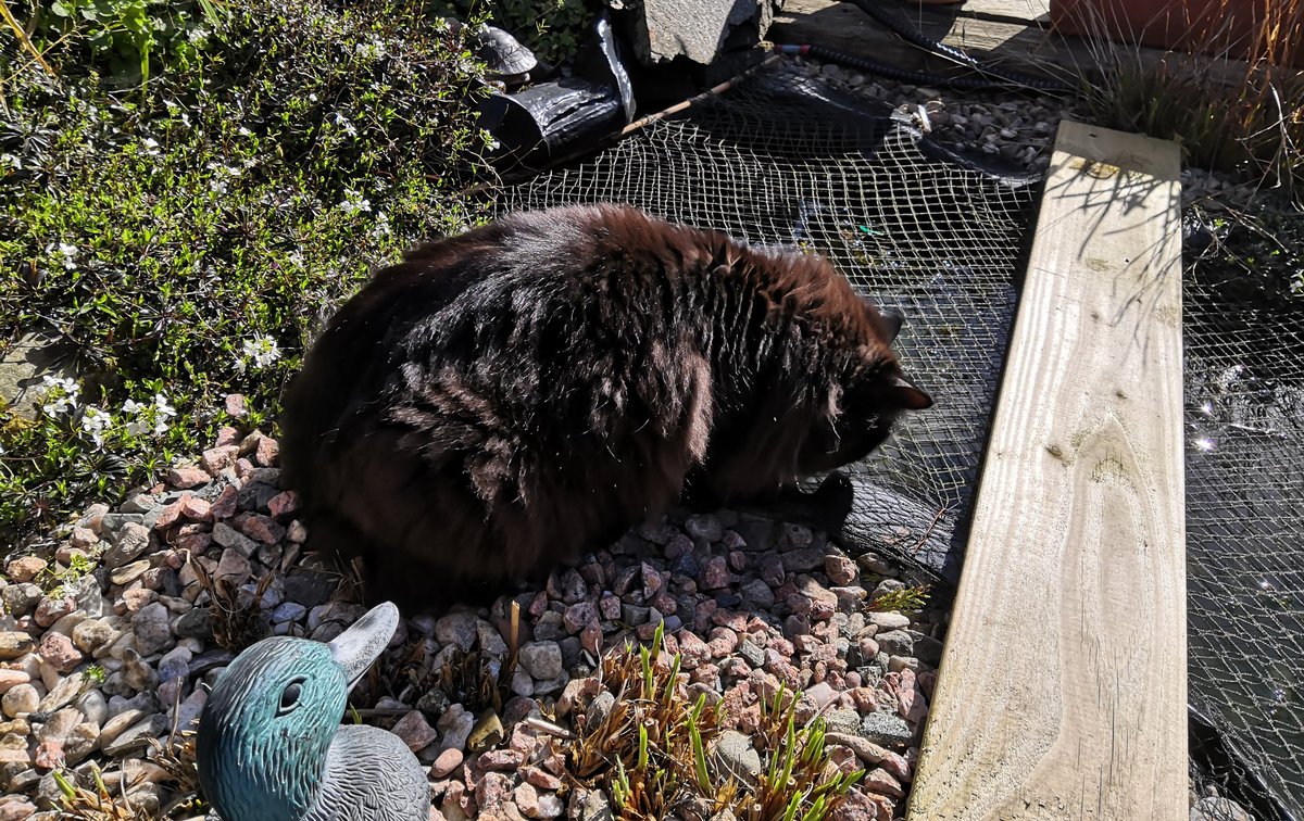 MinnieM91007897's tweet photo. Happy #ToonaTuesday furpals. Me finks if me sits here long enuf me just might catch me own toona!! Me hopes you all have a lovely day wif lots of toona! 🐱🖤🐾😻😻#blackcats #PanfurSquad #cats #CatsOnTwitter #blackcatsrule https://t.co/mXNEQyZwVC