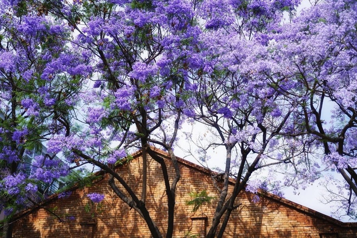 zhang_heqing's tweet photo. When spring arrived,  Kunming's flowers will be in full bloom, blue and purple flowers, go and see those you may like. #BeautifulChina https://t.co/Oj5tebxHQN