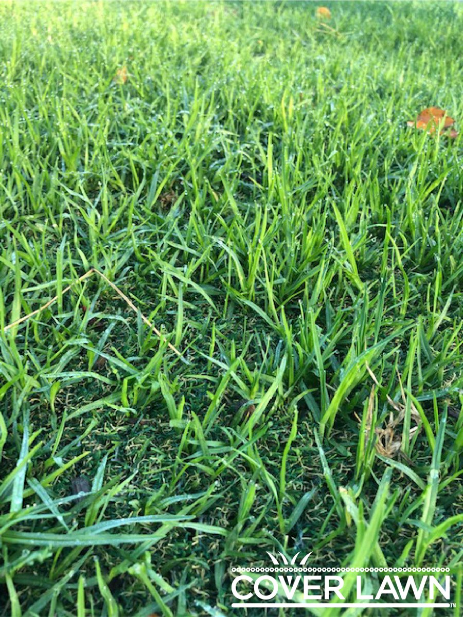 HGTurfGroup's tweet photo. #CoverLawn is now available at #thesyntheticgrassproject
It protects your #naturalgrass &amp; is perfect for all your #HomeLawn, Open Space and #Golf high traffic areas.
Visit the store for a free consult &amp; sample. 
3/347 Bay Road, Cheltenham Vic 3192 – P: (03) 9077 7334
#turf #Grass https://t.co/m9ufdqipBi