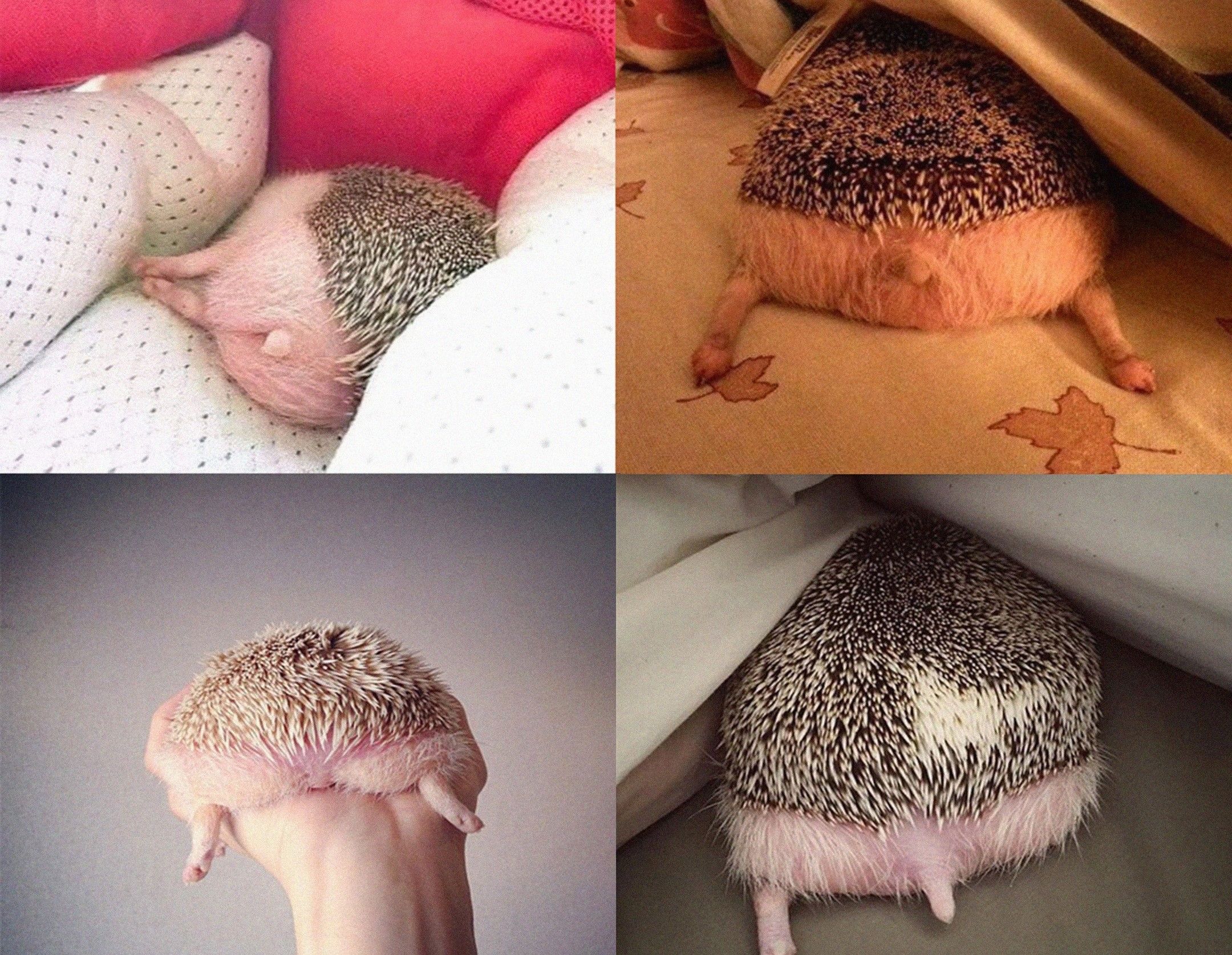 Попка ежика