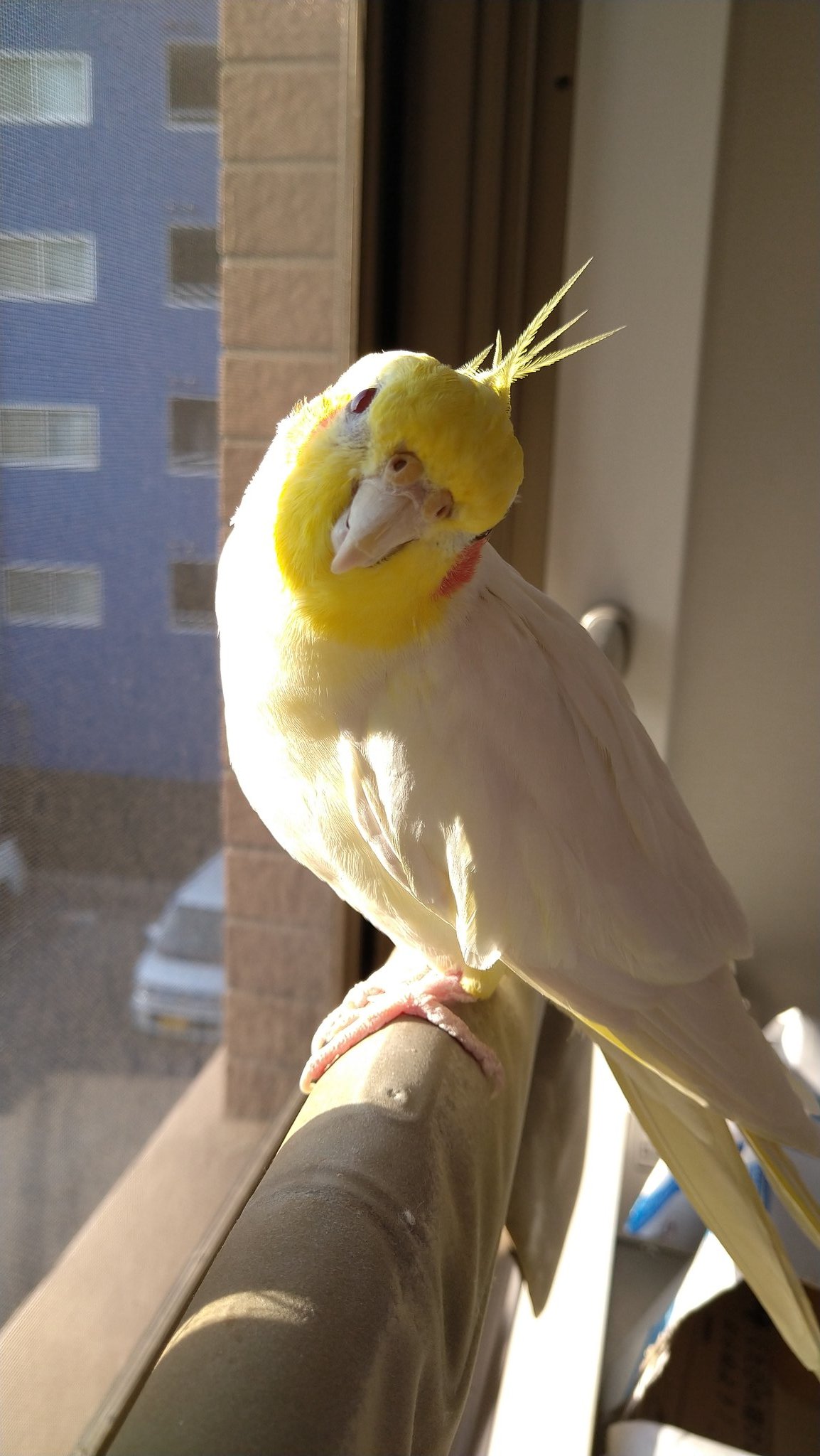 オカメインコ大百科 Okamefan Twitter