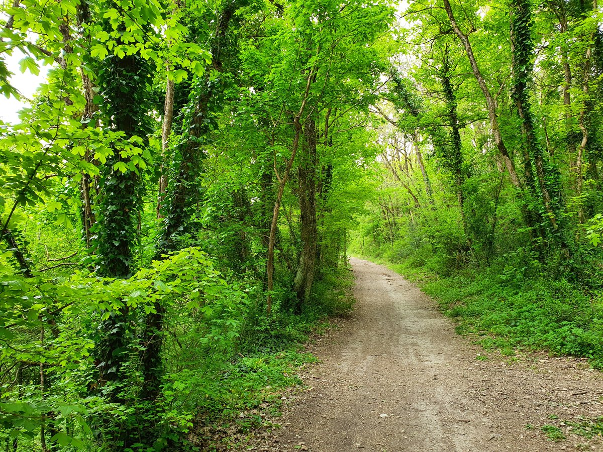 LudiMartinez0's tweet image. Quand à 9h du mat' tu reviens de chez ton assmat en passant le long du canal de #DompierreSurMer et que tu croises 4 #huppesfasciées et un #chevreuil ! 😍🦌🪶🌈 #VivelesarbresenCharenteMaritime #labiodiversiteestpartout #ouvrezlesyeux et #plantezdesarbres 
@AggloLR @departement17