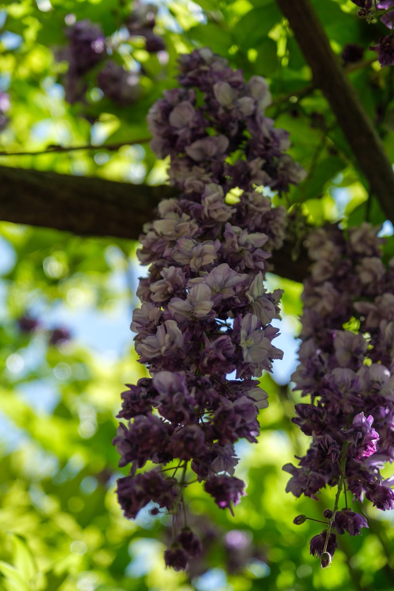 senchan_0323's tweet image. 手児奈霊神堂の八重の藤

#藤 #wisteria #multilayered
#fujifilm #fujifilmXT4 #fujifilm_xseries #XT4.#SOOC #XF1680 #PROVIA #写真好きな人と繋がりたい #ichikawaportraitcity #市川 #手児奈霊神堂