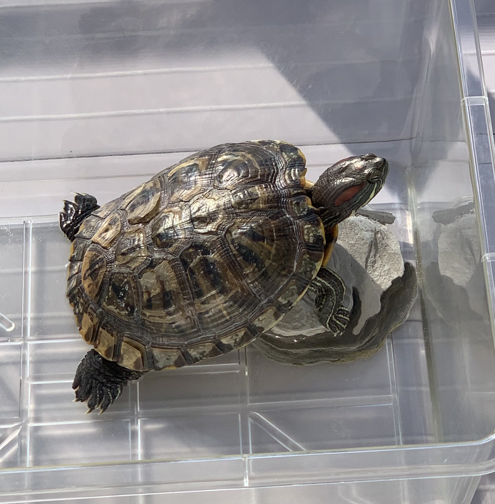 ジョリコ Jojoマニア はじめまして 我が家で飼ってるカメのポルピー 本名ポルナレフです たまに私に求愛行動をしてくる カワイイやつです T Co 5tx60lg9tg ジョジョ ジョジョの奇妙な冒険 T Co Klfdoufen7 Twitter